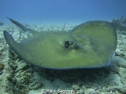 Stealth Bomber
Big mama ray off the coast of Palm Beach
 by Mark Sagovac 